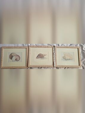 Coastal Shell Watercolor Trio in Beige and Brown - Unbranded Framed Art